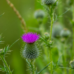 Milk Thistle