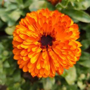 calendula
