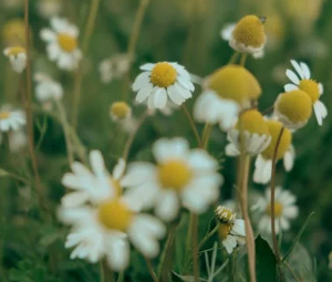 chamomile