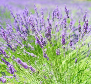 lavender