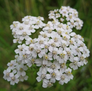 Yarrow Flower