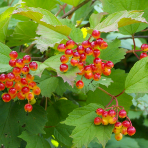 cramp bark tree