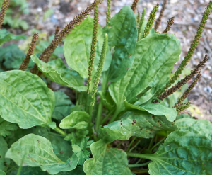 plantain leaf
