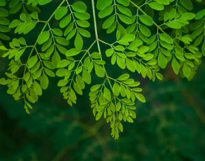 Moringa