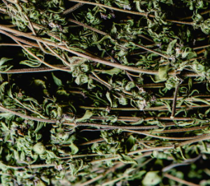 thyme