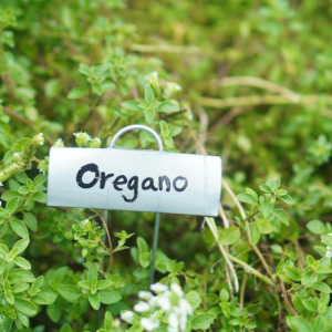 oregano