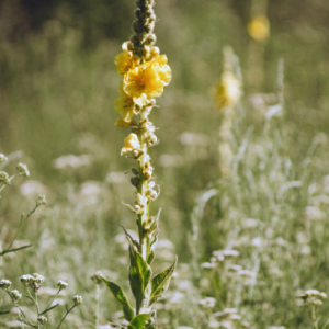 mullein