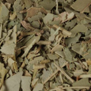 eucalyptus leaf