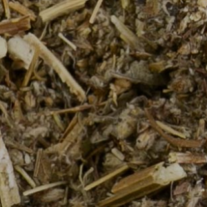 mugwort-herb